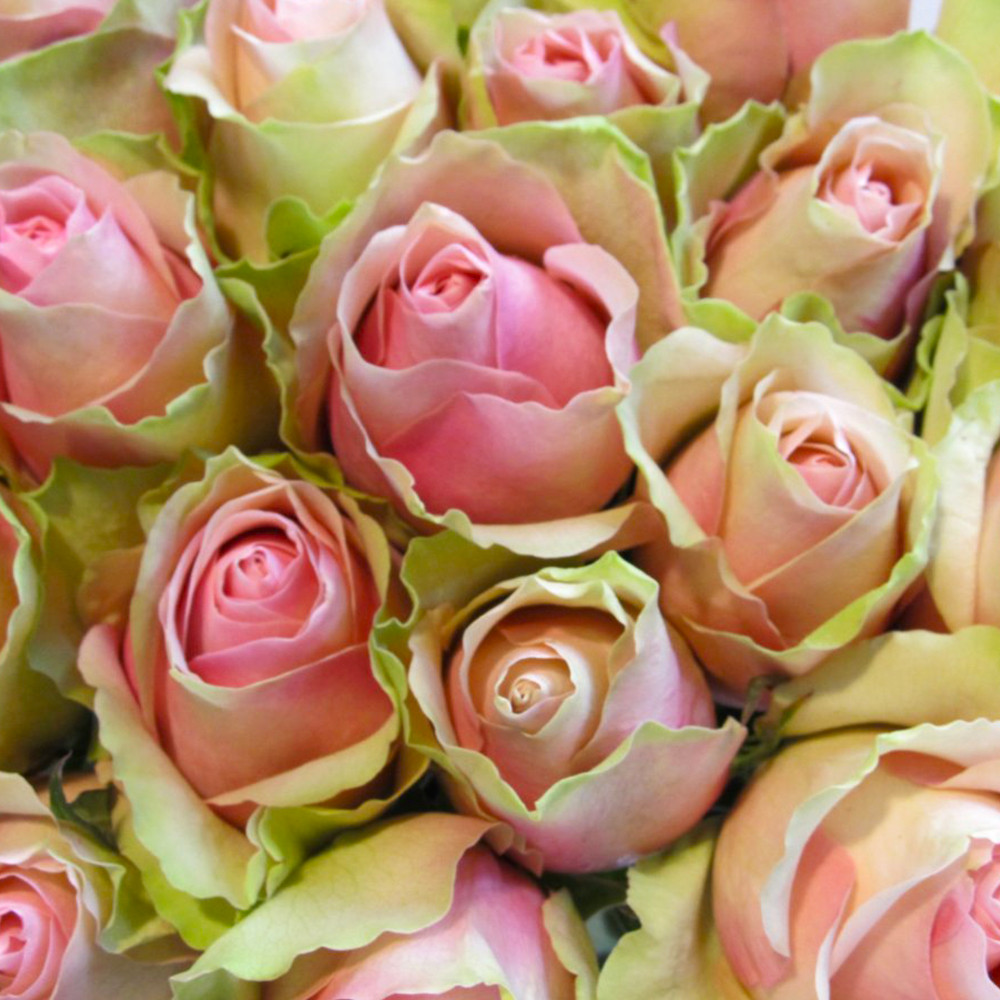 Саженцы чайно-гибридных роз Ла Бель (привитый) Черновцы - изображение 2