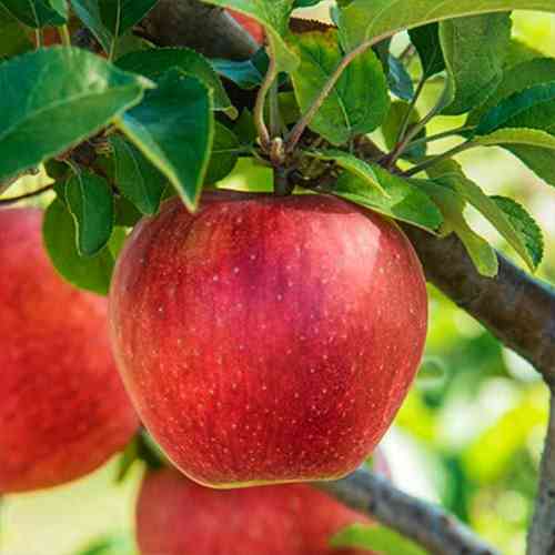 Саженцы яблони Эдера (привитый) - 1-летний Черновцы