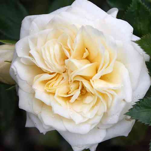 Саджанці троянд Хані Мілк (привитий) - 2-річний Чернівці