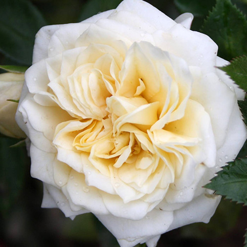 Саджанці троянд Хані Мілк (привитий) - 2-річний Чернівці - фото 1