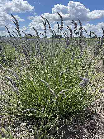 Однорічні саджанці лавандину Гроссо з відкритою кореневою системою Ірпінь