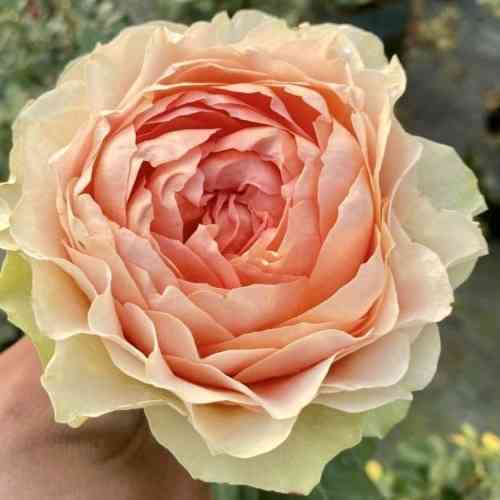 Саджанці троянд Гравіті (привитий) - 2-річний Чернівці