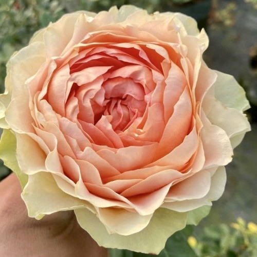 Саджанці троянд Гравіті (привитий) - 2-річний Чернівці - фото 1