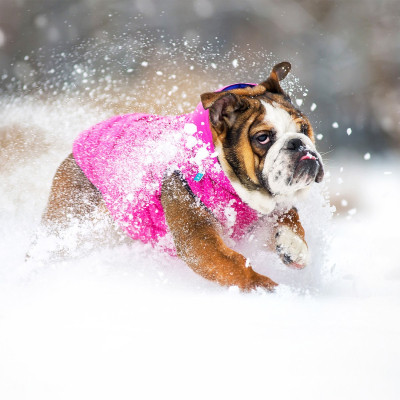 Курточка для тварин Airy Vest двостороння XS 25 фіолетово-рожева (1587) Вінниця - фото 7