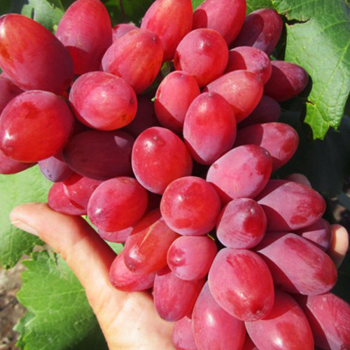 Саженцы винограда Богема (черенкованный) - 1-летний Черновцы - изображение 1