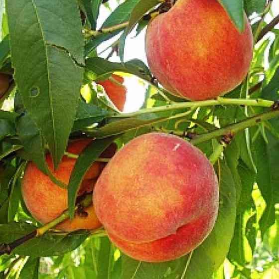 Саженцы персика Кардинал (привитый) - 1-летний Черновцы