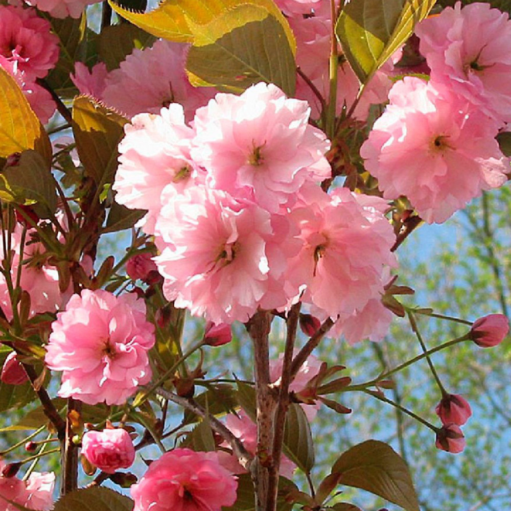 Саженцы сакуры Розовая (привитый) Черновцы - изображение 1