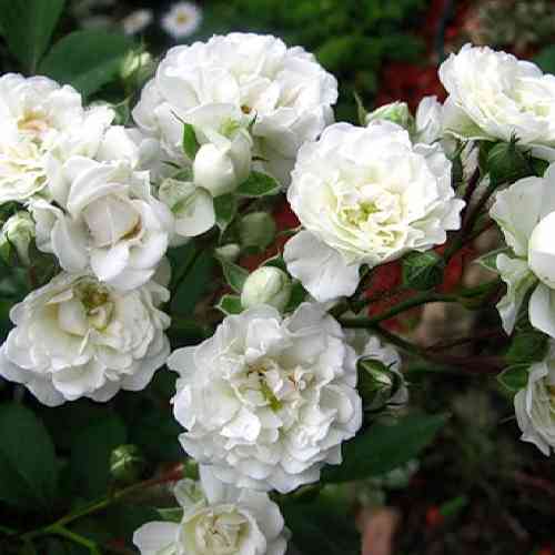 Саженцы роз Альба Мейдиланд (привитый) - 2-летний Черновцы