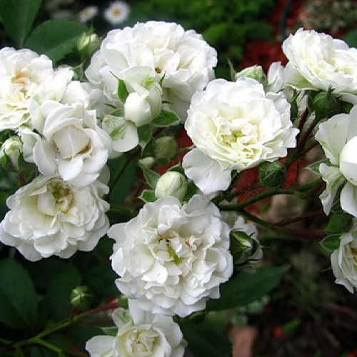 Саженцы роз Альба Мейдиланд (привитый) - 2-летний Черновцы - изображение 1