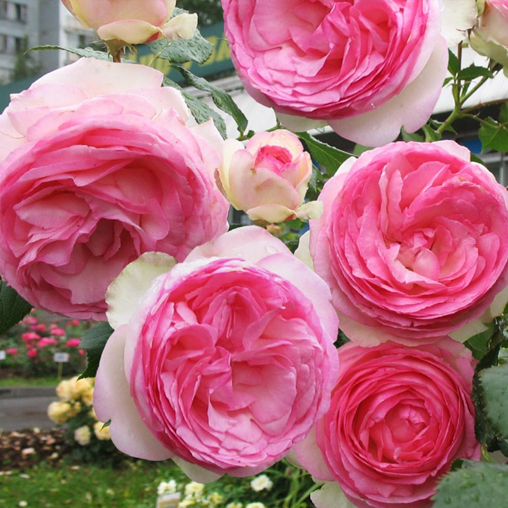 Саджанці плетистих троянд Еден Роуз (привитий) Чернівці - фото 1