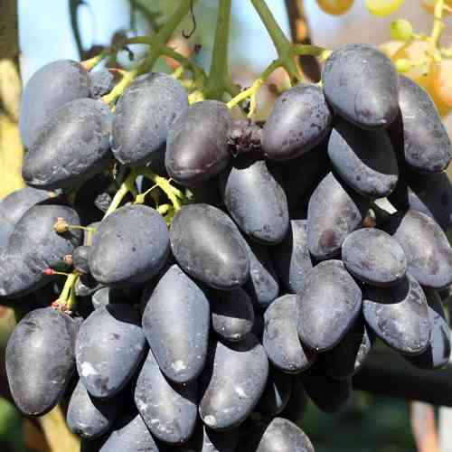 Cаджанці винограду Квартет (черенкований) - 1-річний Чернівці