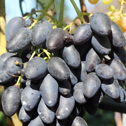 Cаджанці винограду Квартет (черенкований) - 1-річний Чернівці - фото 1