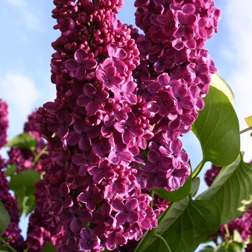 Саджанці бузку Анденкен (привитий) - 2-річний Чернівці - фото 1