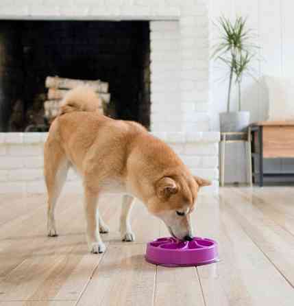 Миска лабиринт для собак Outward Hound Fun Feeder Slo-Bowl Flower (Аутвард Хаунд Фан Фидер Цветок) Запорожье