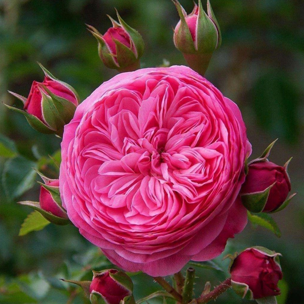 Саджанці англійських піоноподібних троянд Леонардо да Вінчі (привитий) Чернівці - фото 2