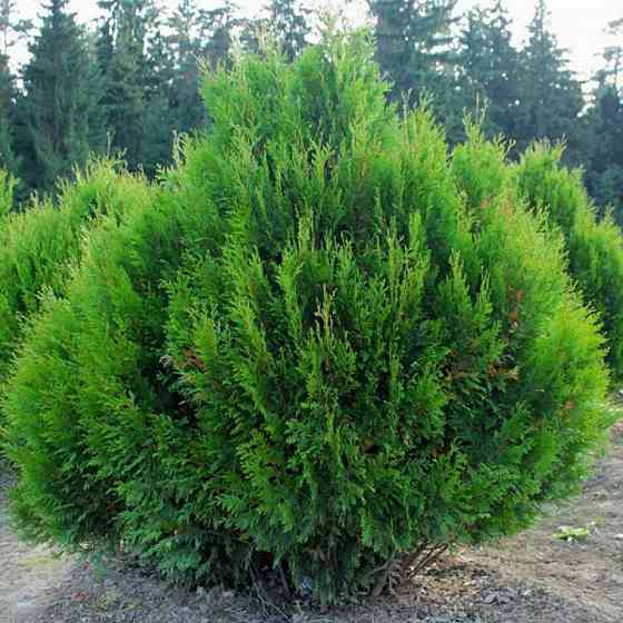 Саженцы складчатой туи Корник Черновцы