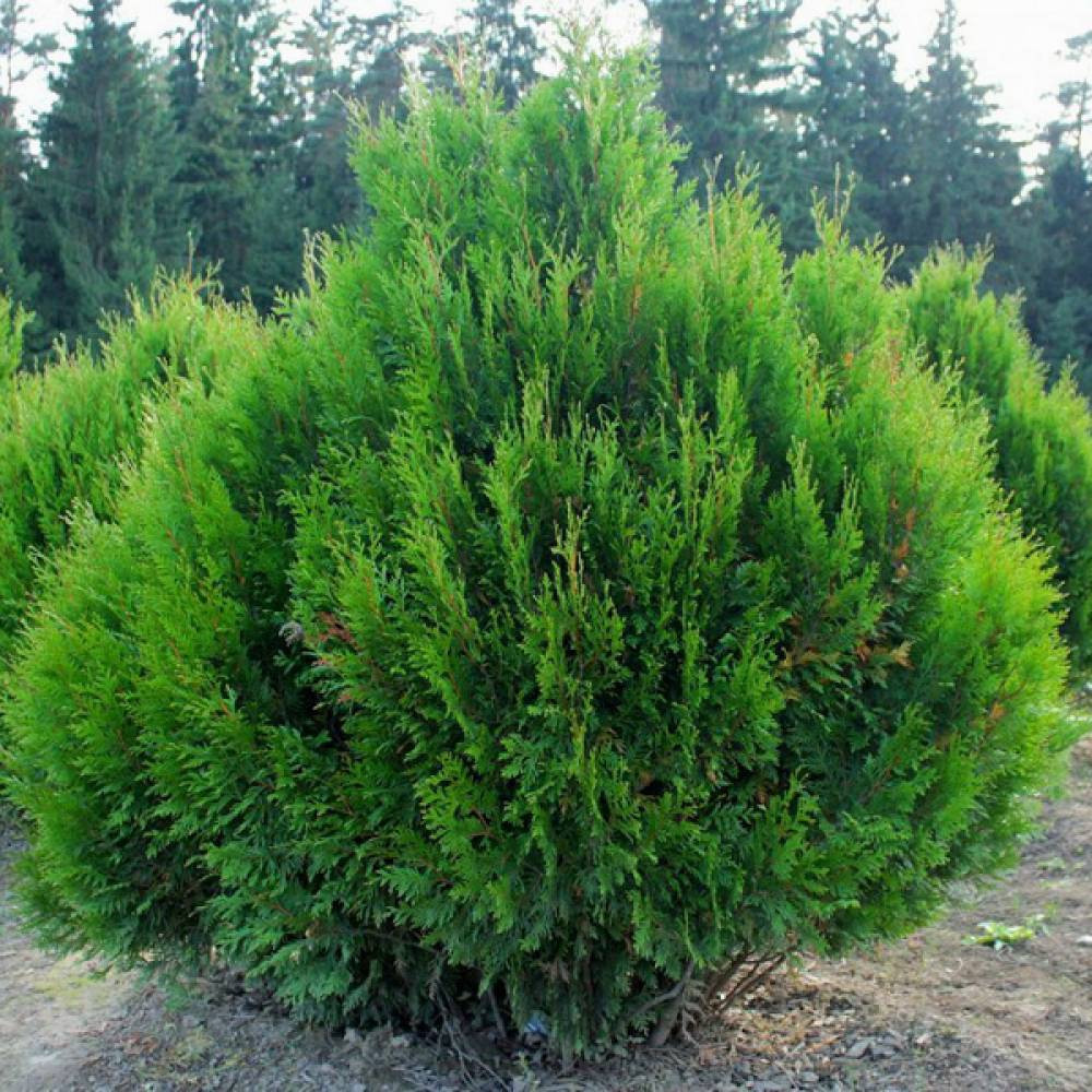 Саженцы складчатой туи Корник Черновцы - изображение 2