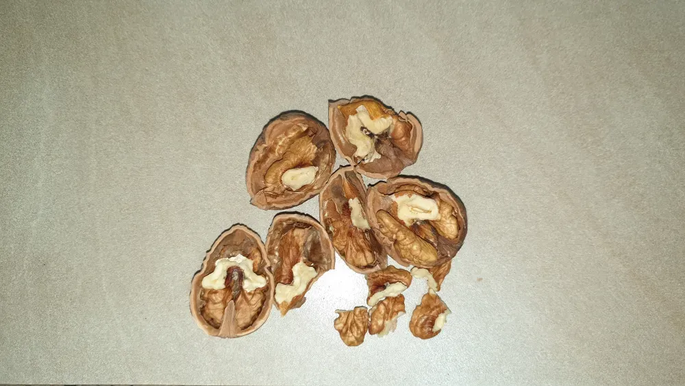 Орехи 2025. Одесса Одесса - изображение 9