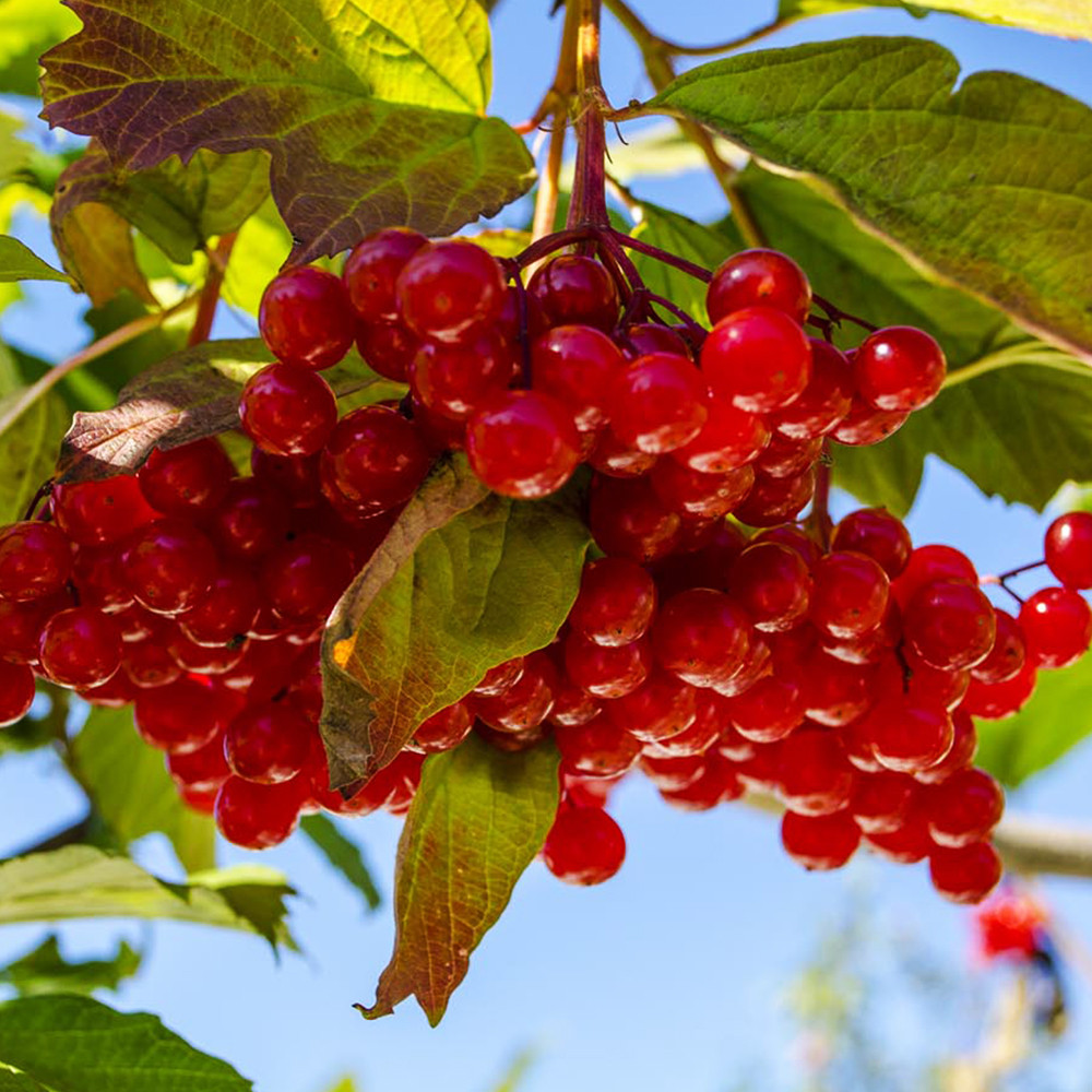 Саджанці калини Червоне Гроно (черенкований) Чернівці - фото 2