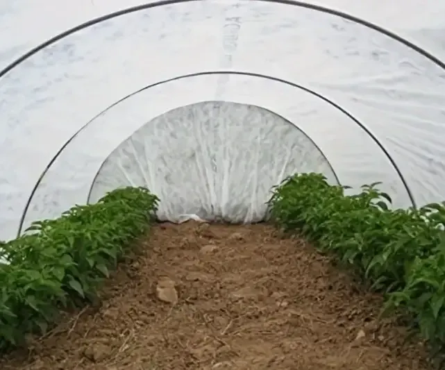 Полотно 5 м 60 г/м2 щільності під парник, біле агроволокно прошите для парника Дніпро - фото 9