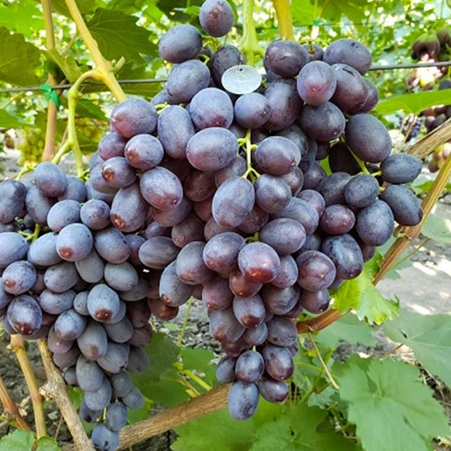 Cаджанці винограду Брюнетка (черенкований) - 1-річний Чернівці - фото 1