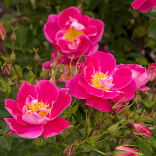 Саженцы роз Баффин (привитый) - 2-летний Черновцы - изображение 1