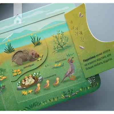 Книга Хто живе у лісі? Зазирни у віконечко - Джей Ґарнетт КСД (9786171502840) Вінниця