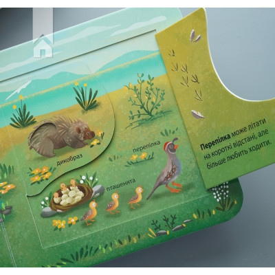 Книга Хто живе у лісі? Зазирни у віконечко - Джей Ґарнетт КСД (9786171502840) Вінниця - фото 2