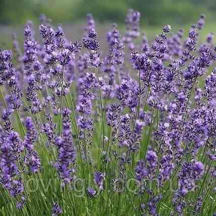 Тритічні саджанці лаванди англійської , свформовані кущі до 40 см Ірпінь