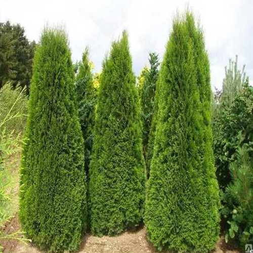 Саджанці туї Колона Чернівці - фото 1