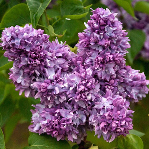 Саджанці бузку Профессор Хозер (привитий) - 1-річний Чернівці - фото 1