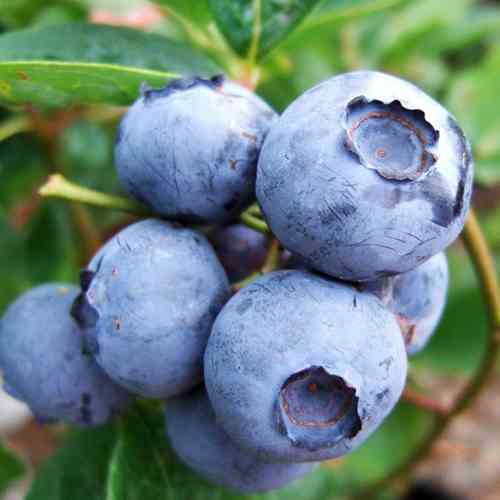 Саженцы голубики Блюрей (черенкованный) - 2-летний Черновцы