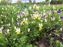 Фиалка трехцветная (Фіалка триколірна) 100г master sem Киев - изображение 2