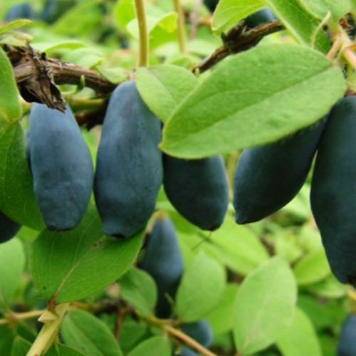 Саджанці жимолості Голубка (черенкований) - 3-річний Чернівці - фото 1