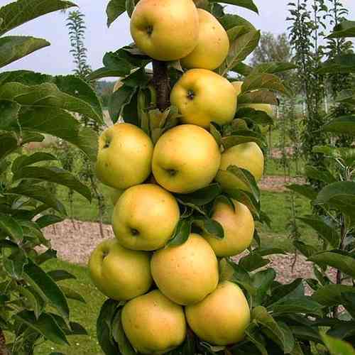 Саженцы колонновидной яблони Голден (привитый) - 1-летний Черновцы