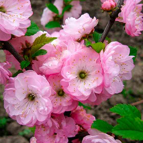 Саджанці декоративного мигдалю Плена (привитий) - 2-річний Чернівці