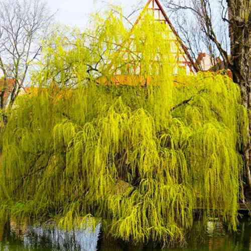 Саженцы декоративной ивы Золотистая (черенкованный) - 1-летний Черновцы