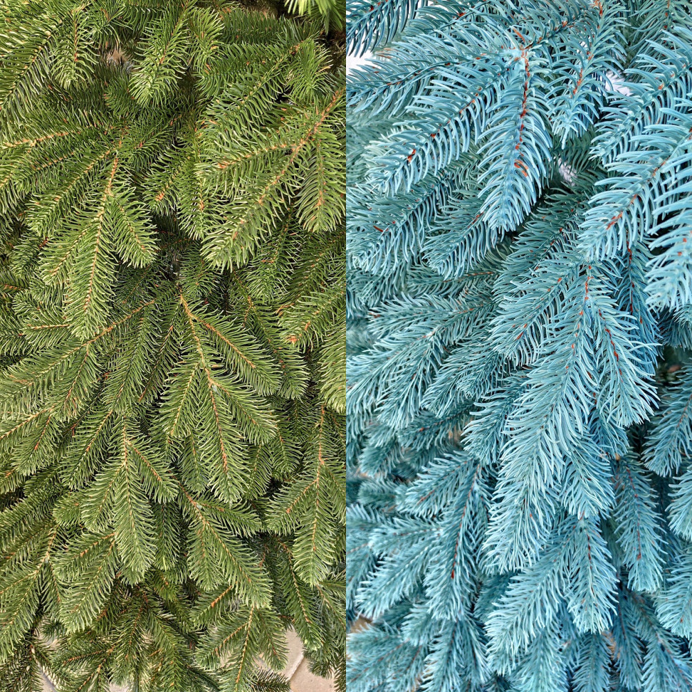 Елка искусственная новогодняя «Литая Элитная» голубая 1.5 / 1.8 / 2.1 / 2.3 / 2.5 м 2.5 Киев - изображение 2