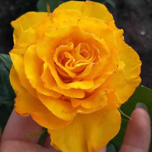 Саджанці троянд Вернада (привитий) - 2-річний Чернівці