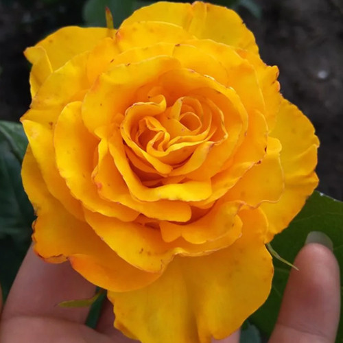 Саджанці троянд Вернада (привитий) - 2-річний Чернівці - фото 1