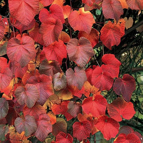 Cаджанці винограду Куанье (черенкований) - 1-річний Чернівці - фото 1