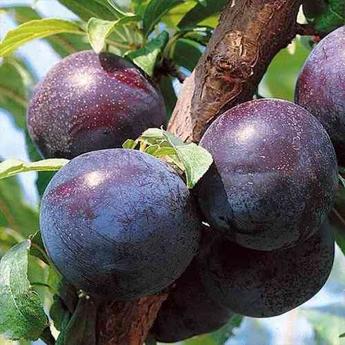 Саженцы диплоидной сливы Дофи Сандра (привитый) - 1-летний Черновцы