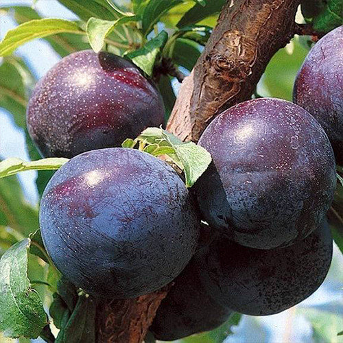 Саженцы диплоидной сливы Дофи Сандра (привитый) - 1-летний Черновцы - изображение 1