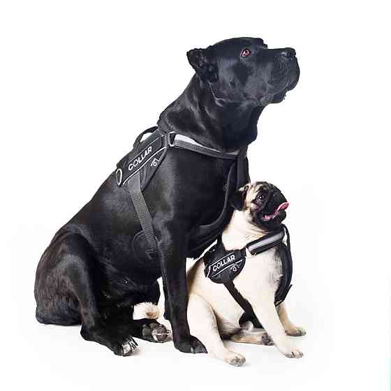 Шлея "Dog Extreme" "POLICE" №2 (В:40-60см), чорний Київ