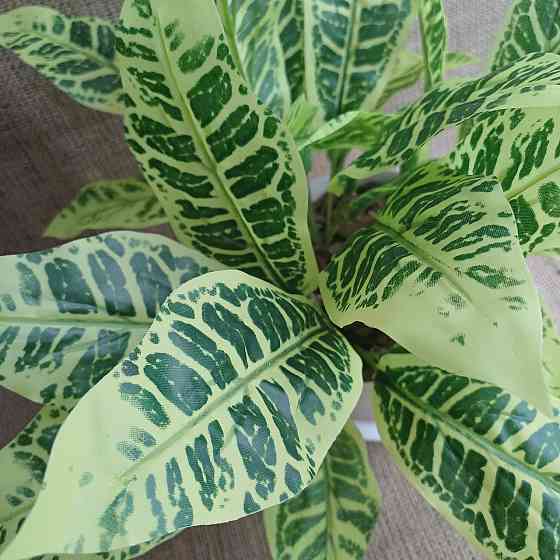 Штучний кущ аглонеми ківі із латексу Дніпро