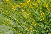 Порило звичайне (Репяшок обыкновенный) 100г master sem Киев - изображение 2