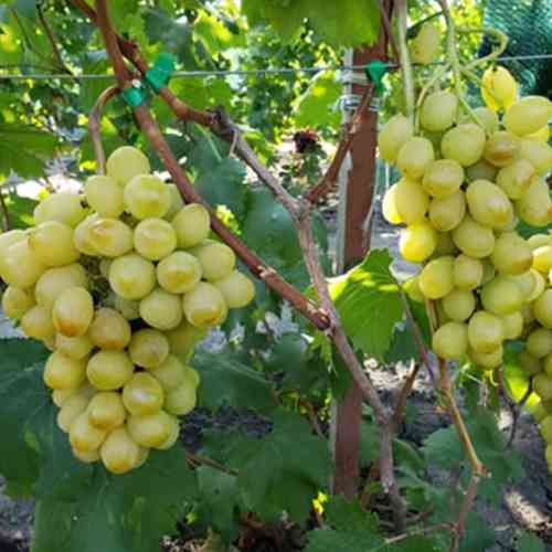 Саженцы винограда Слава Украине (черенкованный) - 1-летний Черновцы