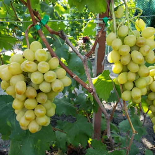 Cаджанці винограду Слава Україні (черенкований) - 1-річний Чернівці - фото 1