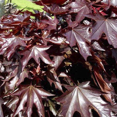 Саженцы клена Кримзон Сентри (привитый) - 2-летний Черновцы - изображение 1