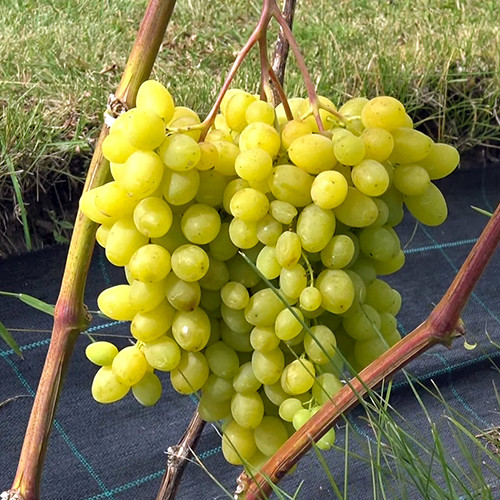 Саженцы винограда Несравненный Кишмиш (черенкованный) - 1-летний Черновцы - изображение 1